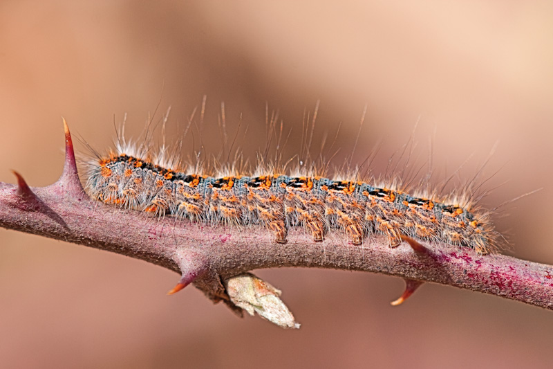 Identificazione bruco